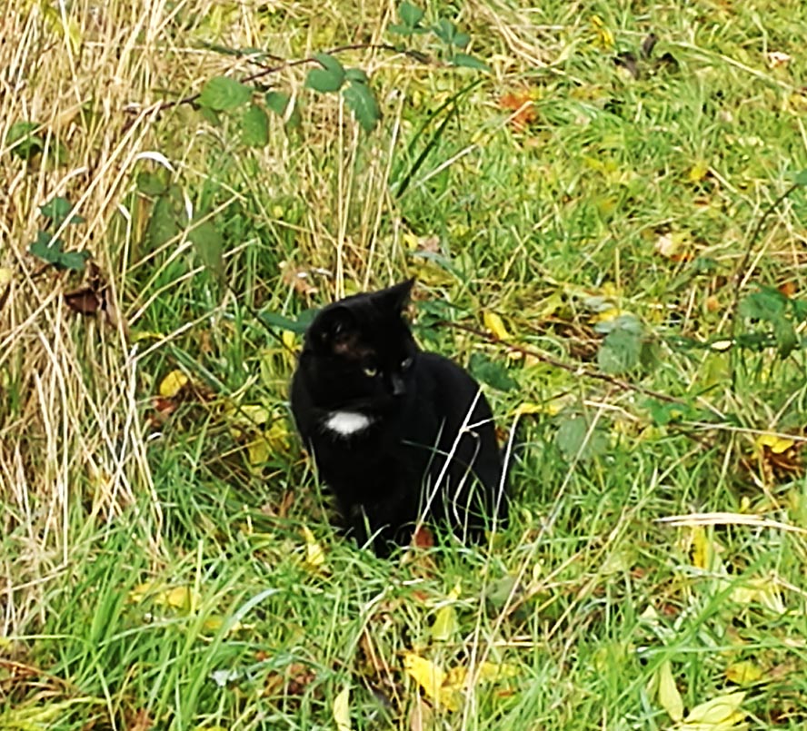 Черный кот перед дорогой - к счастью!
